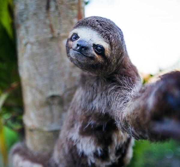Sloth Selfie