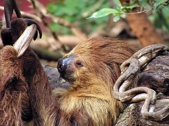 Sloth Sleeping
