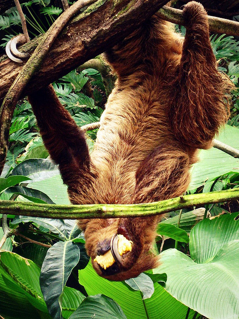 Sloth Bones and Teeth