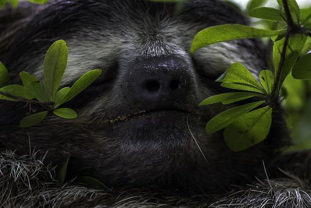 Sloth Snoozing