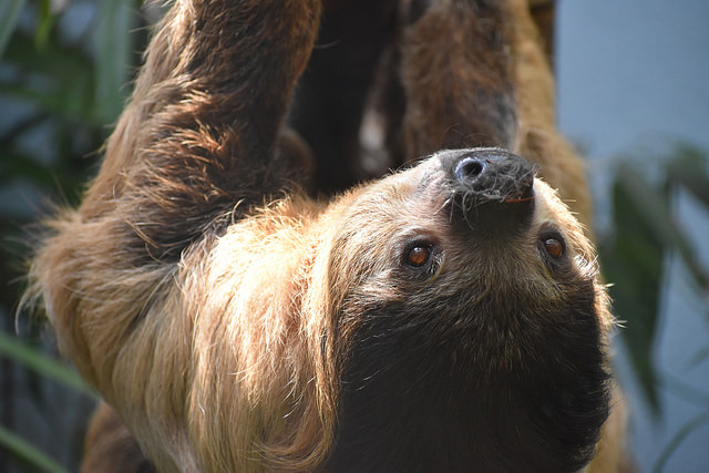 How fast do sloths reproduce How fast do sloths reproduce