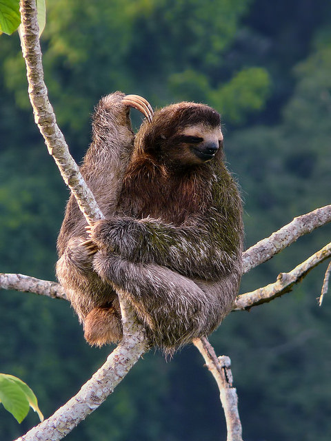 Brown-Throated Three-Toed Sloth