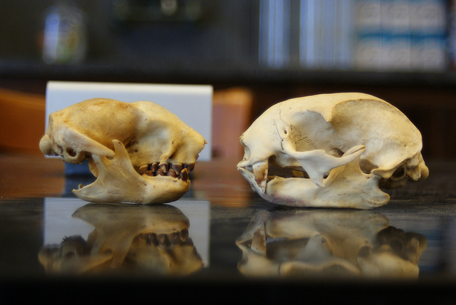 Sloth Bones and Teeth