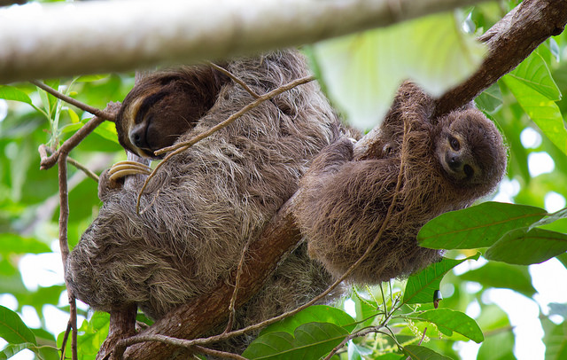 Sloth and Baby Sloth