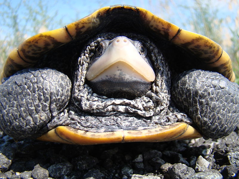 Adult Diamondback turtle