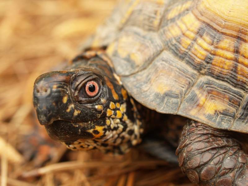 Eastern Box turtle peering