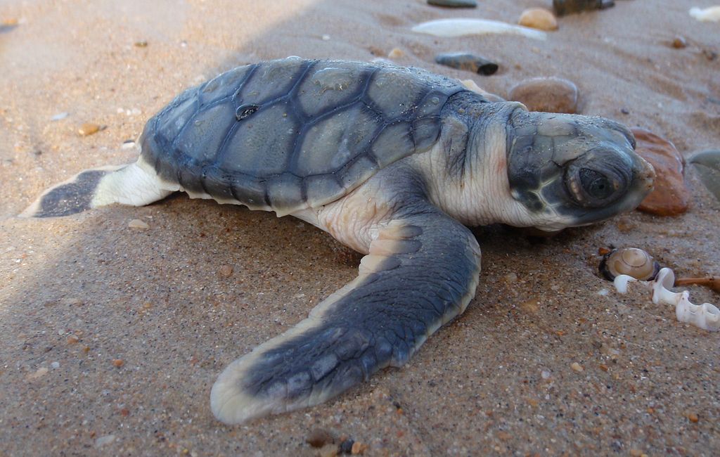 Baby Flatback Sea turtle