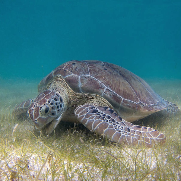 Green sea turtle in ocean grass
