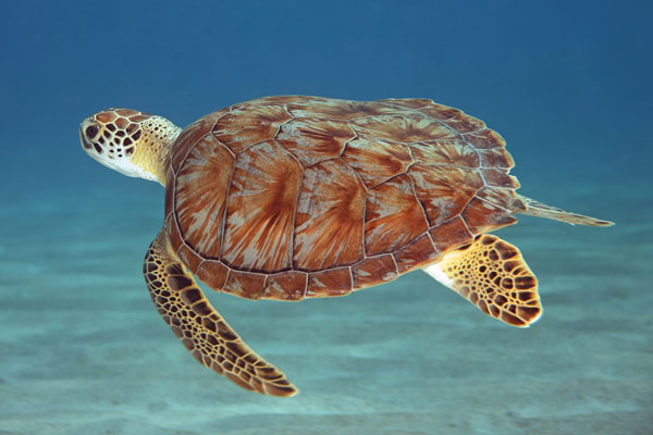 Green Sea turtle