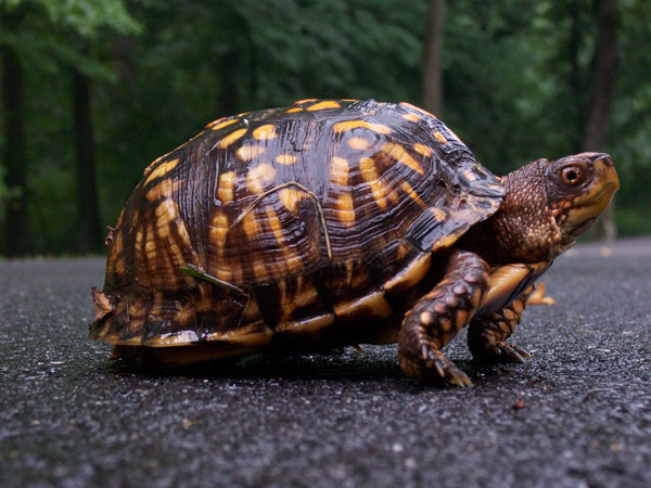 Eastern Box turtle on the road
