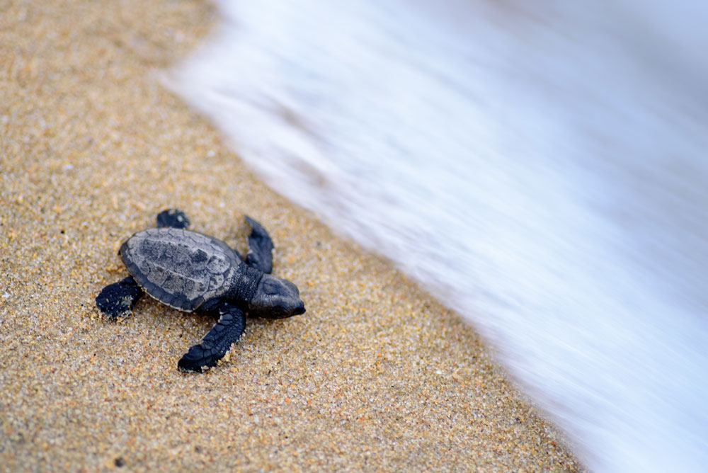 Olive Ridley Sea turtle hatchling