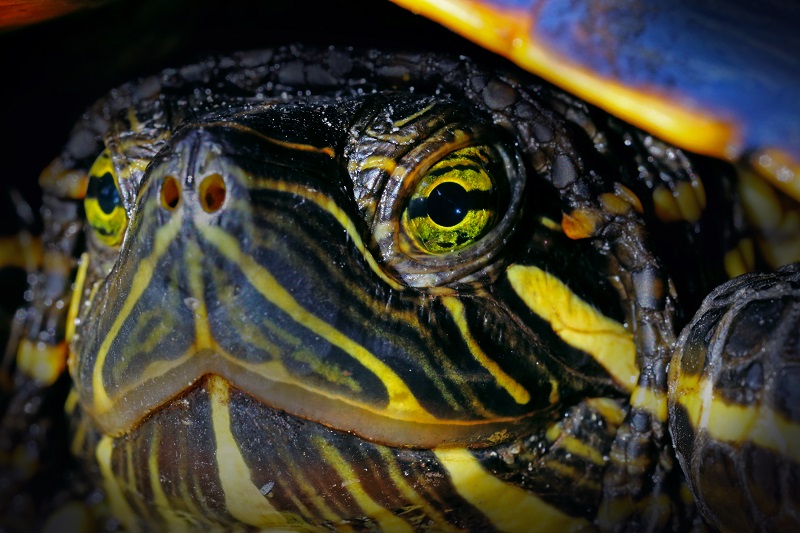 Painted turtle stare
