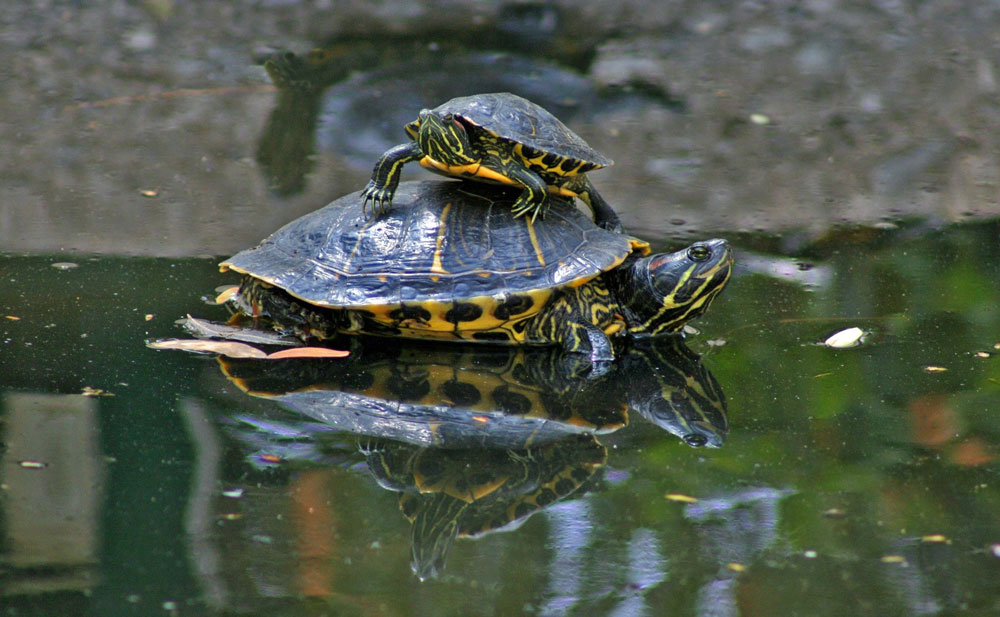 Two Painted turtles