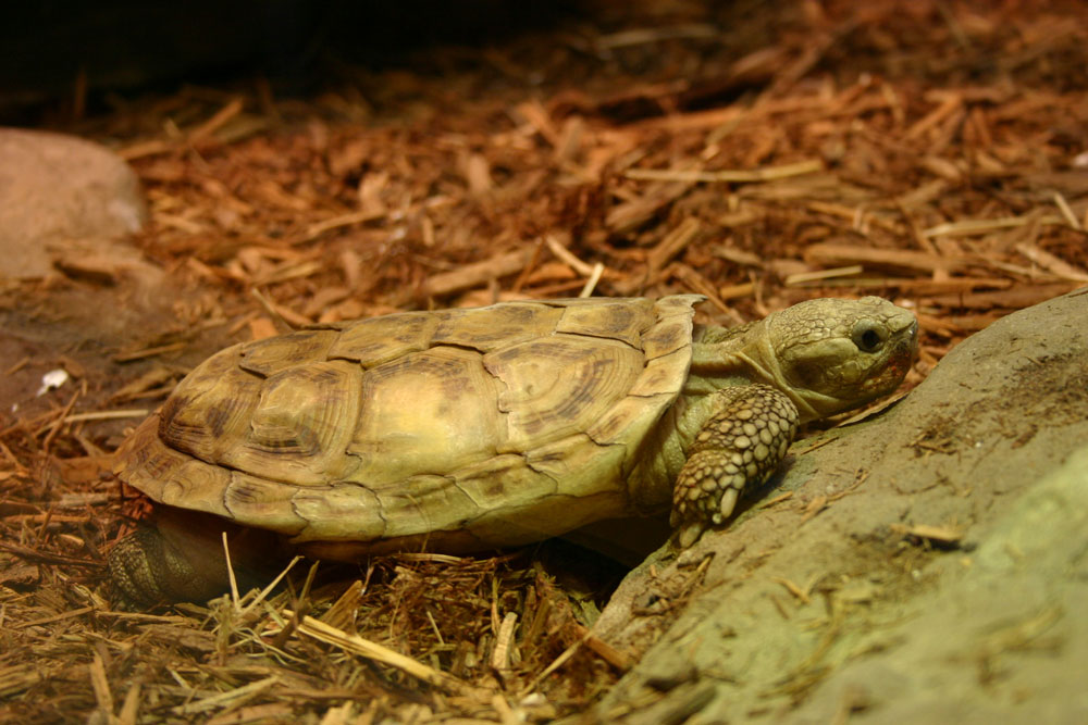 Pancake tortoise sitting