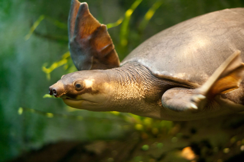 Pig Nosed turtle swimming
