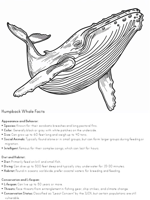 facts about humpback whales coloring pages