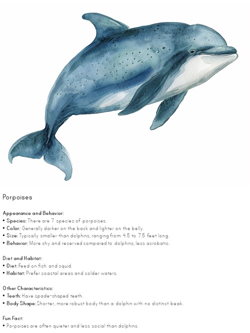 facts about porpoise printable poster