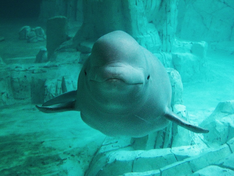 Beluga whale swimming