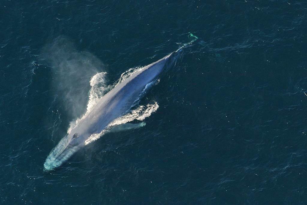 Blue whale swimming