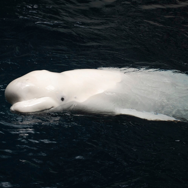 Beluga whale swimming