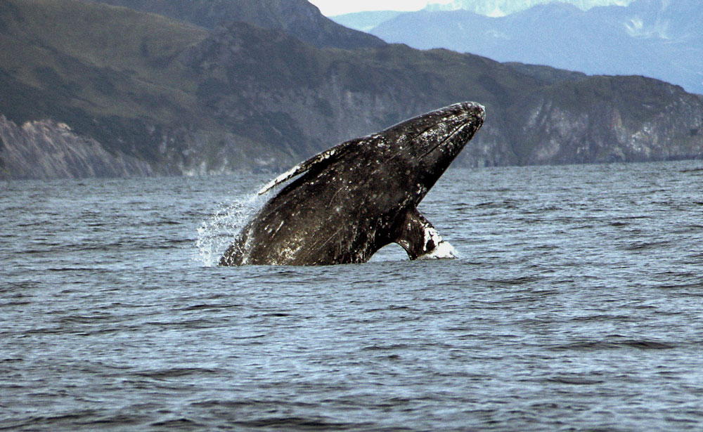 Gray whale breaching