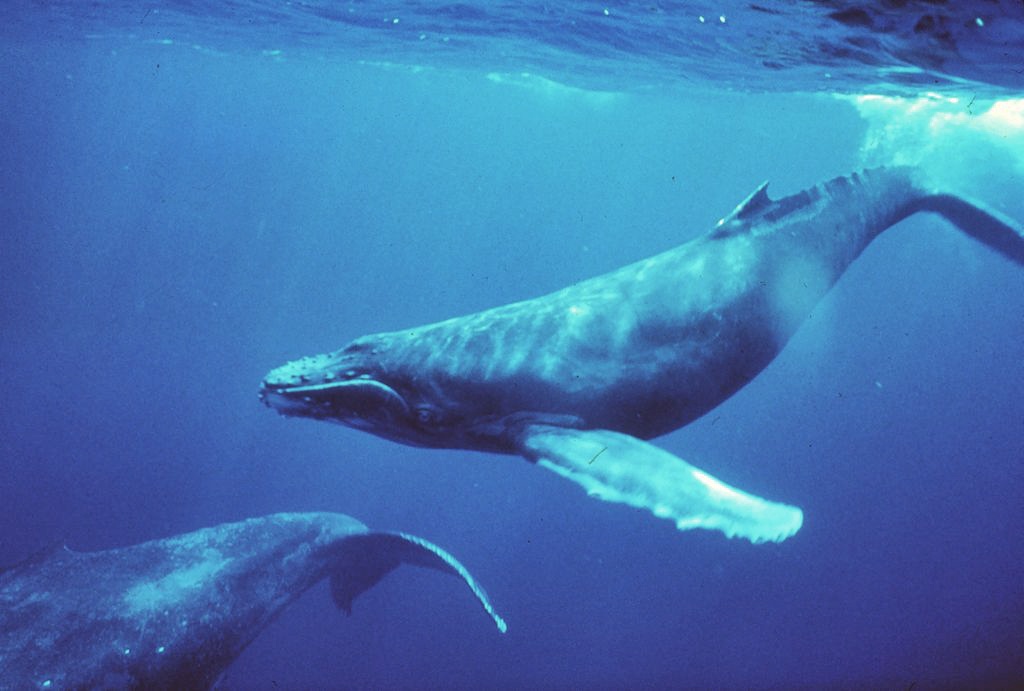 Humpbacks swimming