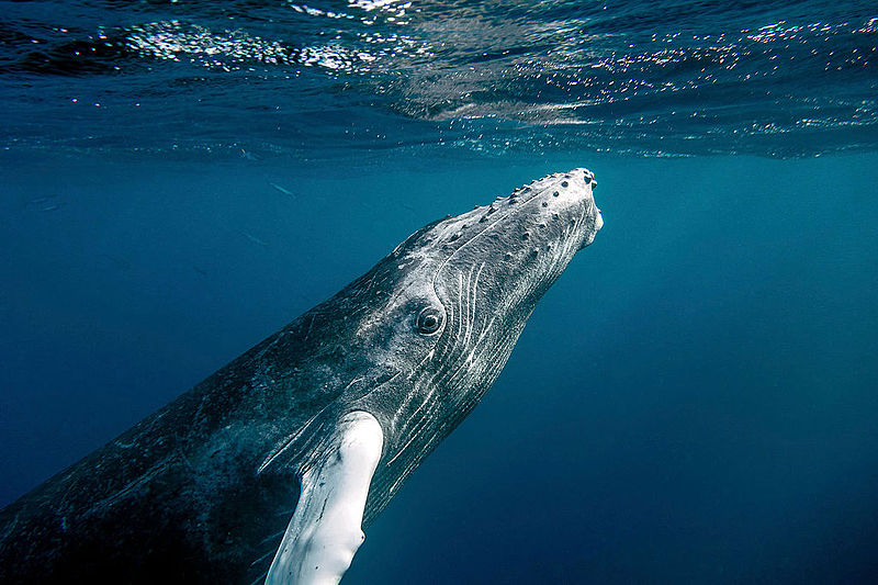 Baby Humpback whale
