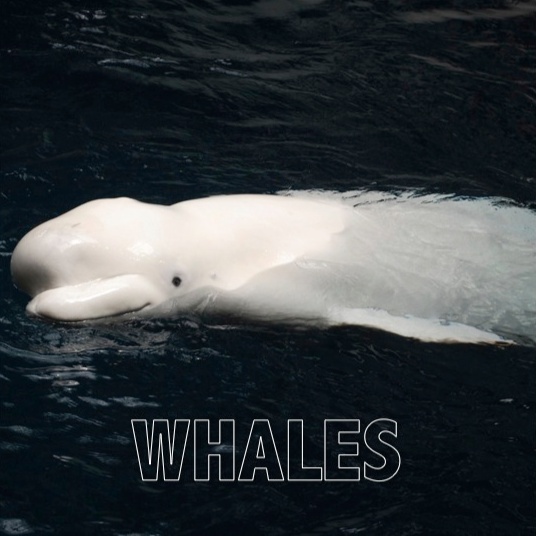 photo of a beluga whale