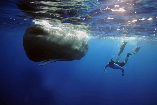 Sperm whale with diver