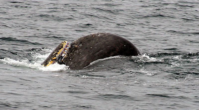 Sperm whale eating