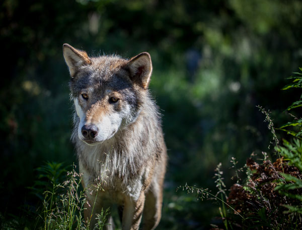 Eurasian Wolf