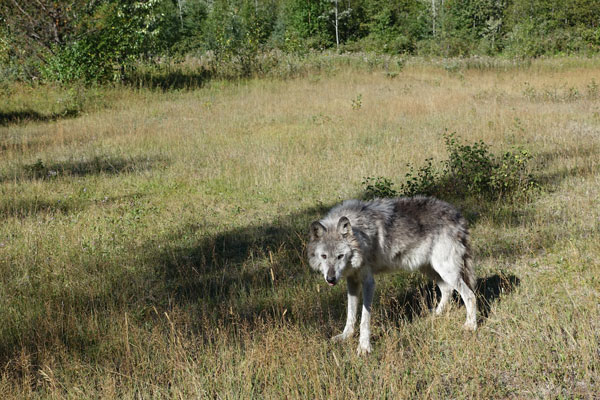 European Grey Wolf