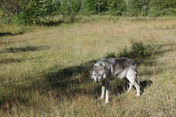 Types of Wolves: Gray Wolf