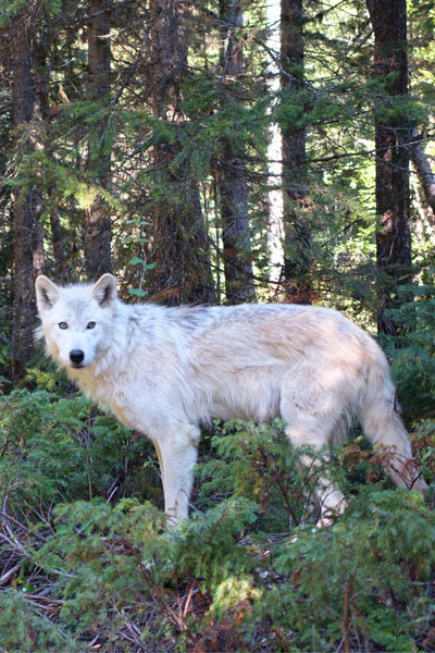 Arctic Wolf