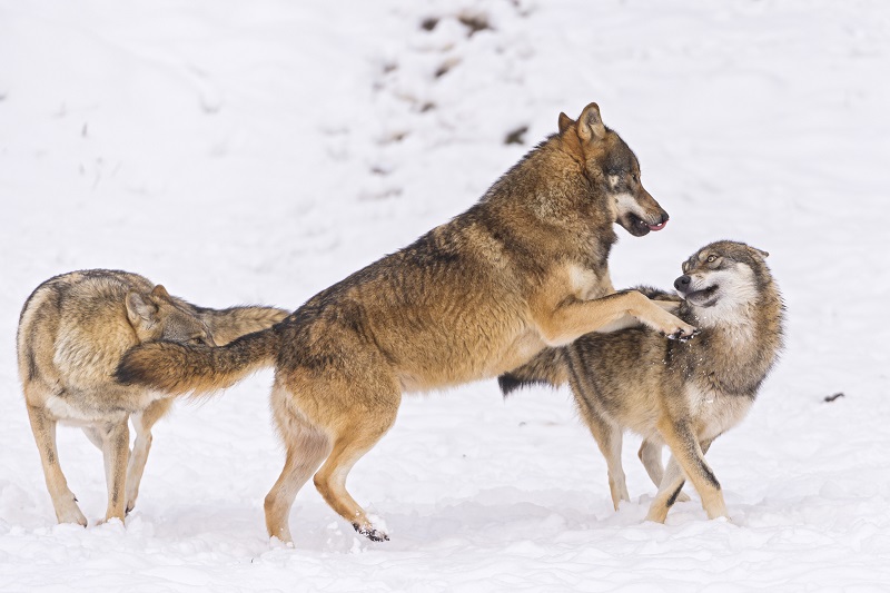 Jumping Wolf