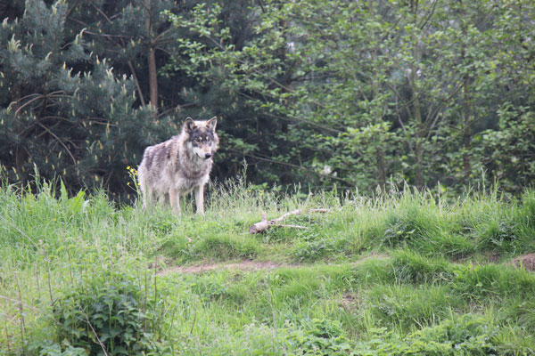 Northwestern Wolf