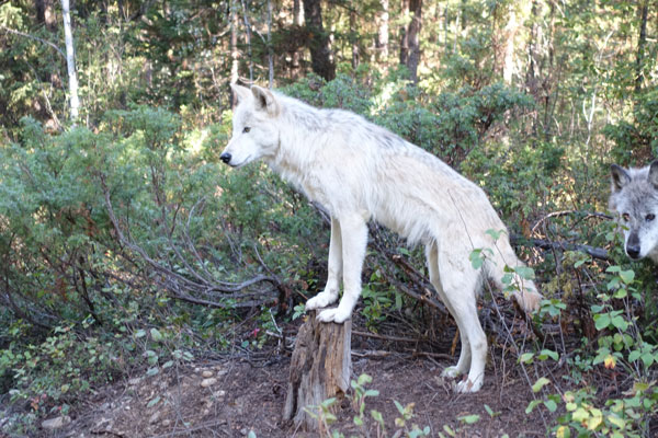 Wolf and Pup