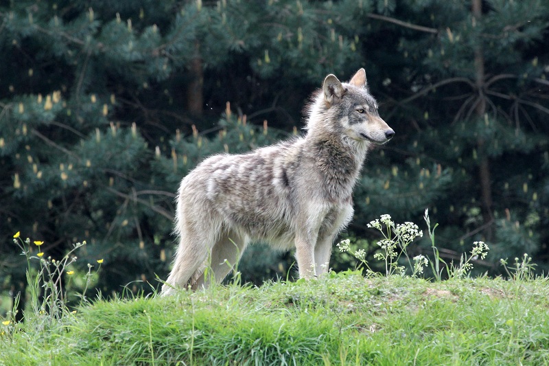 Wolf on Point Duty