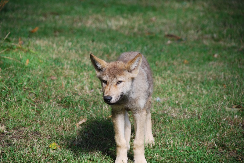 Wolf Pup