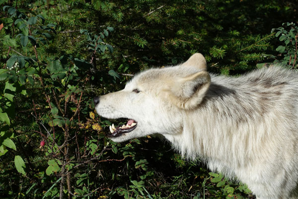 Irritated wolf shows teeth