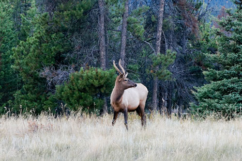 female caribou