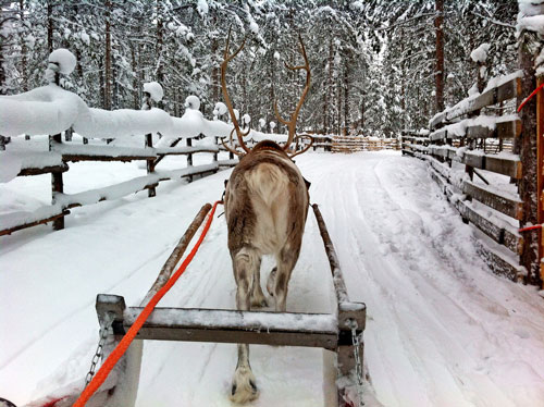 reindeer in captivity