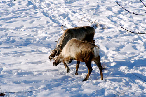 caribou rut