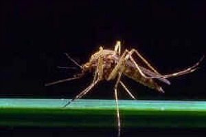 Mosquito