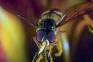 Fly