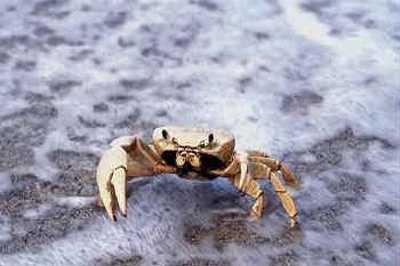 Crab