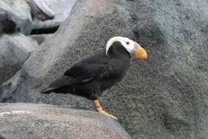 Tufted Puffin