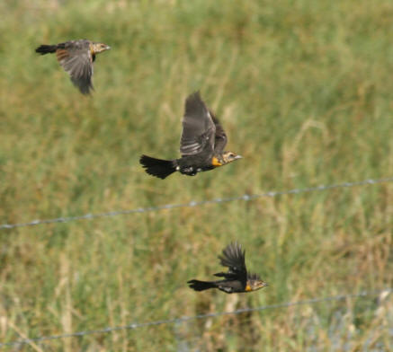Yellow-Headed Blackbird Migration