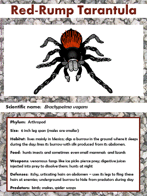 Red-Rump Tarantula fact sheet