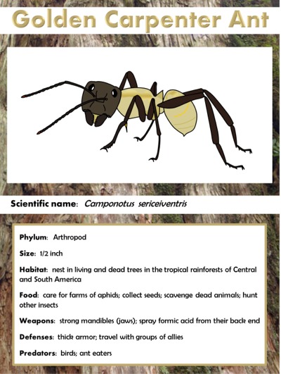 Golden carpenter ant fact sheet